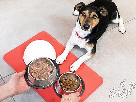 احکام دینی نگهداری از سگ و گربه در خانه, نگهداری از سگ و گربه چه حکمی دارد, نگهداری از سگ و گربه در خانه چه حکمی دارد
